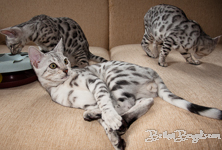 Bengal cat silber rosetted